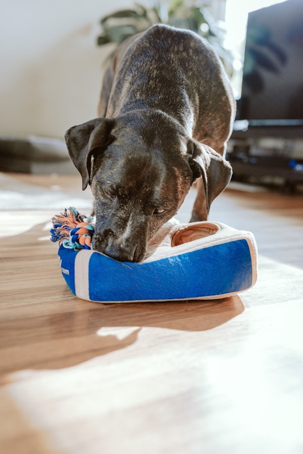 Pet Food
