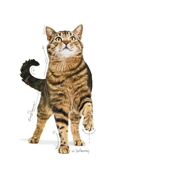 Royal Canin Appetite Control Care Adult Dry Cat Food 2kg - Image 7