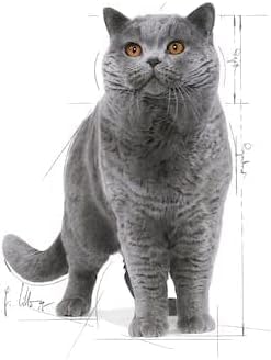 Royal Canin British Shorthair in GRAVY Wet Adult Cat Food (24 x 85g) - Image 7