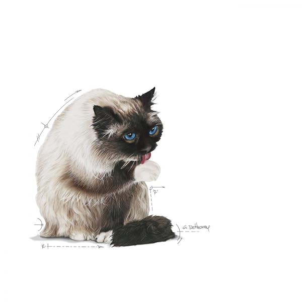 Royal Canin Cat Food Hairball Care 34 Dry Mix 2 kg - Image 4