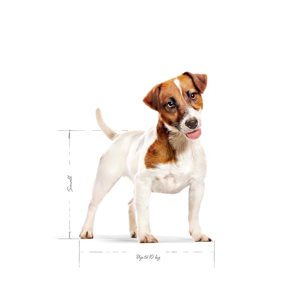 Royal Canin Dog Food Mini Adult 2 kg - Image 4