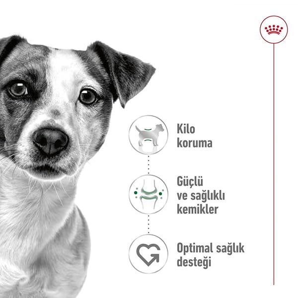 Royal Canin Dog Food Mini Adult 2 kg - Image 5