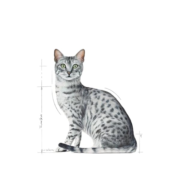 Royal Canin Indoor Sterilised Adult Wet Cat Food in Jelly 24 x 85g - Image 7