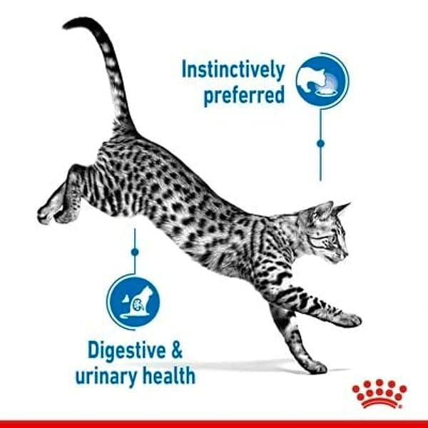 Royal Canin Indoor Sterilised Adult Wet Cat Food in Jelly 24 x 85g - Image 9