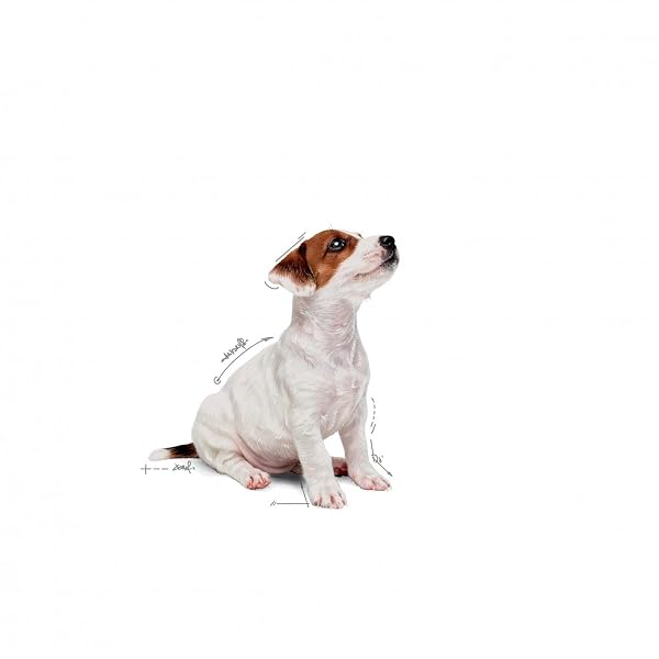 Royal Canin Mini Puppy in Gravy Wet Food 85g (12 Pack) - Image 5