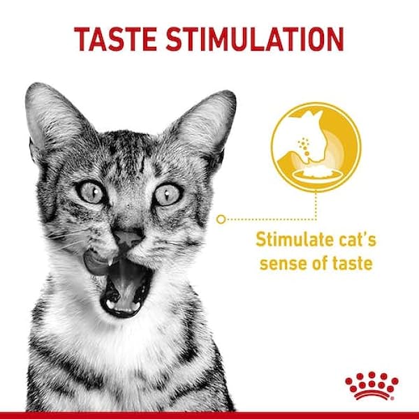 Royal Canin Sensory Taste in Gravy Wet Cat Food 85g (Pack of 48) - Image 4