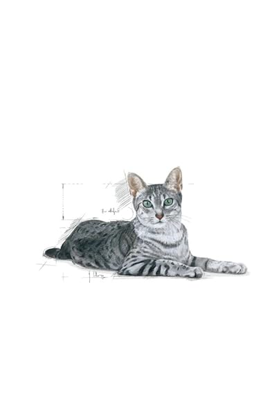 Royal Indoor Cat +7 kg.1.5 - Image 5